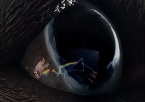 Roger Waters – Time