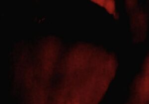 bar italia – my little tony